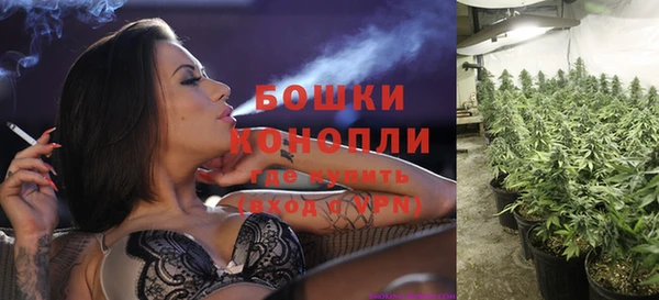 сатива Покачи